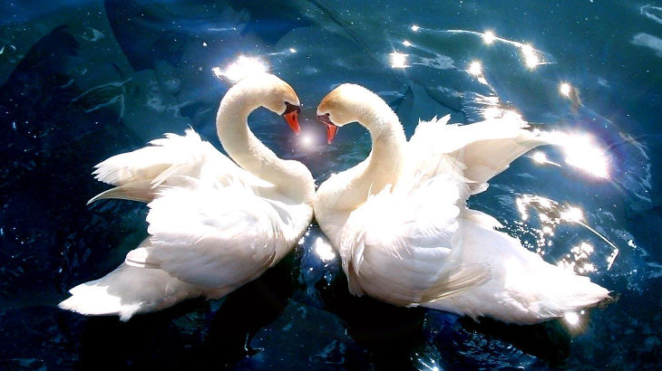 Лебеди - символ чистой любви