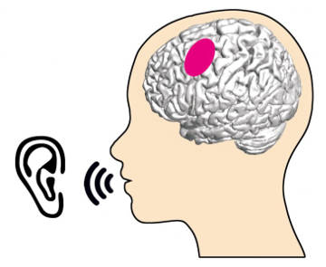 Что происходит в связанных с артикуляцией областях мозга при восприятии речи